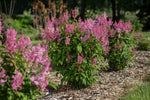 Lilac 'Pinktini'