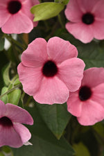 Thunbergia 'Sunny™ Series