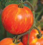 Red Zebra Tomato
