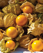 Aunt Molly's Ground Cherry