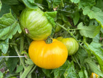 Pork Chop Organic Tomato