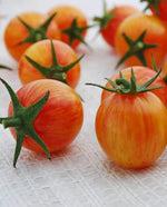 Sunrise Bumble Bee Organic Tomato