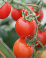 Mountain Magic Tomato