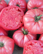Pink Brandywine Certified Organic Tomato
