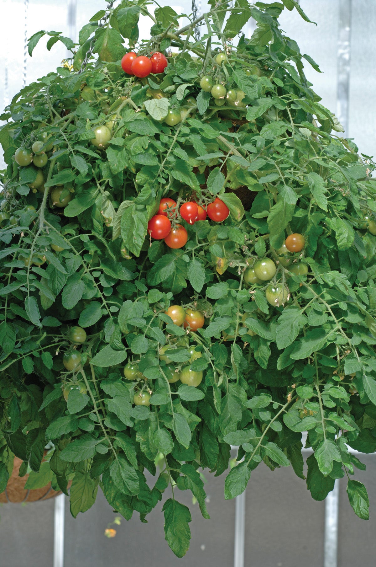 Tumbler Tomato Hanging Basket