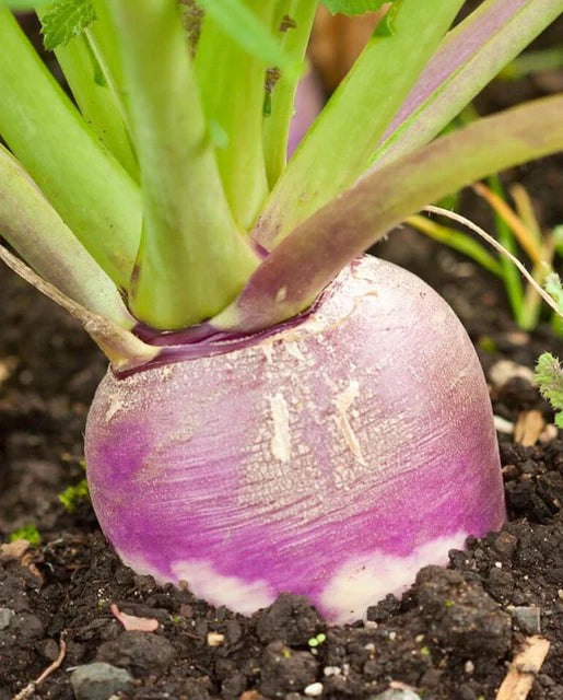 Purple Top White Globe Turnip - West Coast Seeds