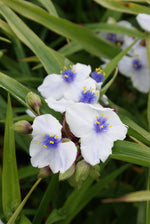 Spiderwort Osprey White & Blue