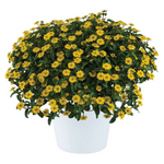 Sanvitalia 'Talya™ Bright'