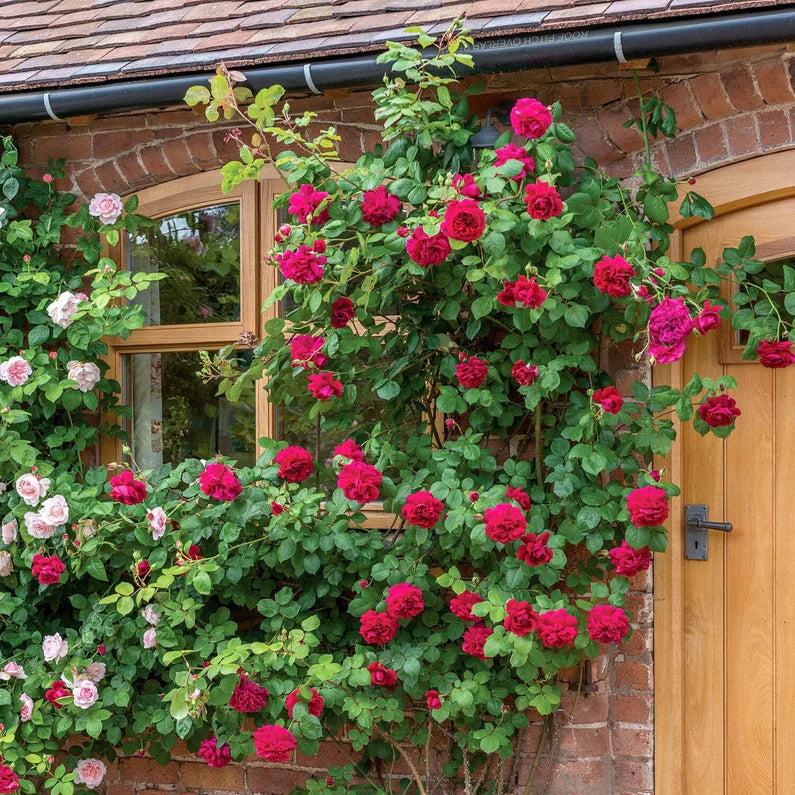 David Austin Rose 'Tess Of The d'Urbervilles'