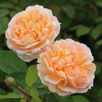 David Austin Rose 'The Lady Gardener'
