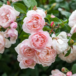 David Austin Rose 'The Generous Gardener'