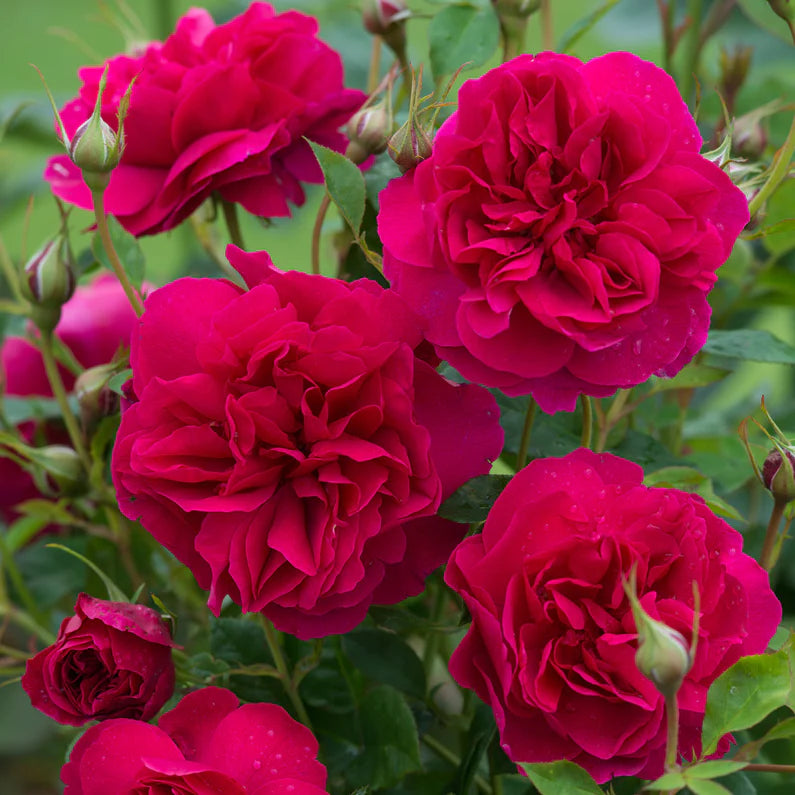 David Austin Rose 'Thomas A Becket'
