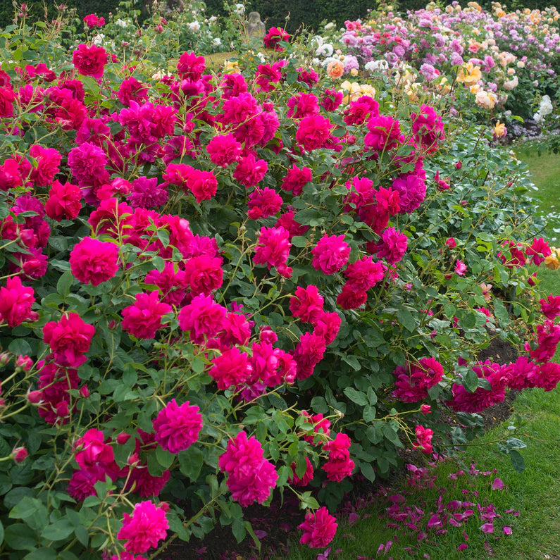 David Austin Rose 'Thomas A Becket'