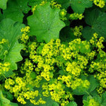 Alchemilla Lady's Mantle 'Thriller'