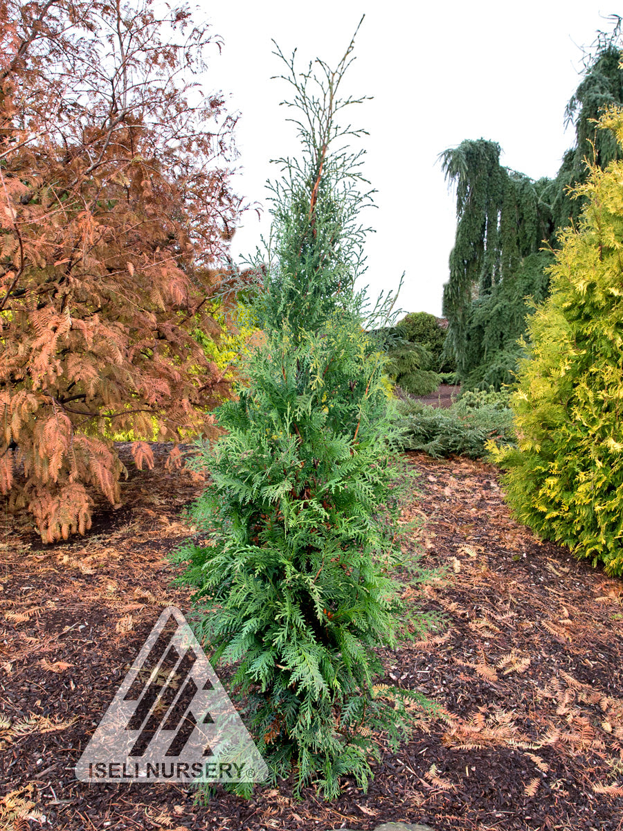 Cedar 'Hetz Wintergreen' – van der Meer Garden Centre