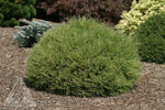 Cedar 'Mr. Bowling Ball'