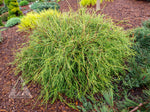 Cedar 'Filiformis'