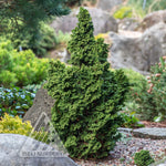 Cedar 'Primo'
