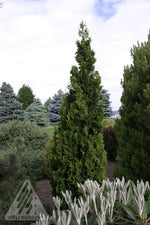 Cedar 'Zmatlik'