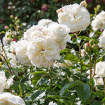 David Austin Rose 'Tranquility'