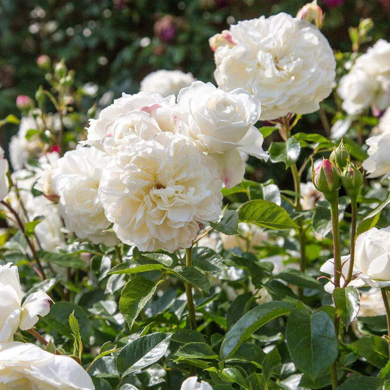 David Austin Rose 'Tranquility'