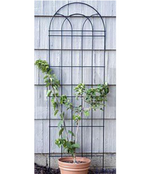 Classic Trellis