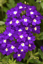 Verbena 'Estrella' Series