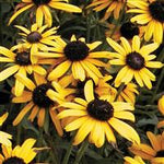 Rudbeckia Black-Eyed Susan 'Viettes Little Suzy'
