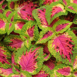 Coleus 'Watermelon'