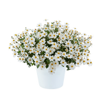 Biden 'White Delight'