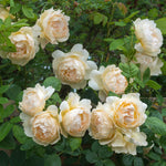 David Austin Rose 'Wollerton Old Hall'