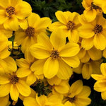 Biden 'Yellow Sunshine'