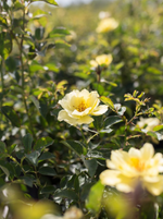 Rose 'Yukon Sun'