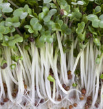 Broccoli Certified Organic Sprouting