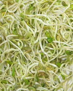 Fenugreek Organic Sprouts - West Coast Seeds