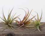Air Plants