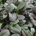 Ajuga Bugleweed 'Mahogany'