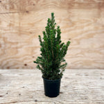 Alberta Dwarf Spruce