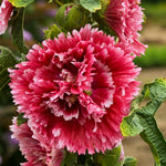 Hollyhock 'Fiesta Time' PW