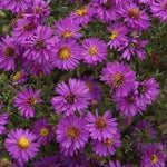 Aster 'Alert'