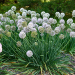 Allium 'Bobblehead' PW