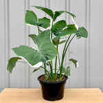 Alocasia 'Mickey Mouse'