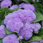 Ageratum 'Aloha' Series