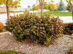 Ninebark 'Amber Jubilee'