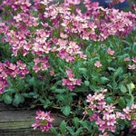 Arabis Rock Cress 'Rosea'