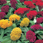 Celosia 'Armor Mix'