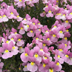 Nemesia 'Aromance® Pink'
