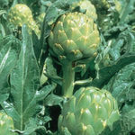 Artichoke 'Imperial Star'