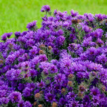 Aster 'Grape Crush