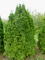 Cedar 'Baby Bear'